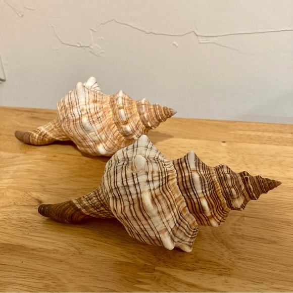 2 Shells Cream / Light Orange / Brown Neutral Decor Beach Shell - Picture 4 of 13